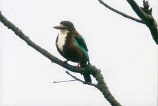 �ʐ^�F�A�I�V���E�r��