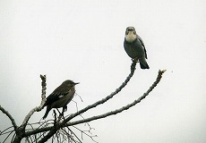 �ʐ^�F�M�����N�h��