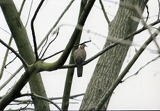 �ʐ^�F�J�m�R�o�g