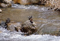 �ʐ^�F�J���K���X