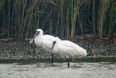 �ʐ^�F�N���c���w���T�M