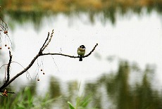 �ʐ^�F�V���K�V��