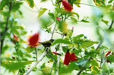 �ʐ^�F�G���r�^�C���E�`���E