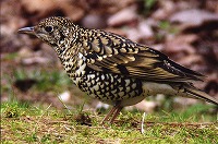 �ʐ^�F�g���c�O�~