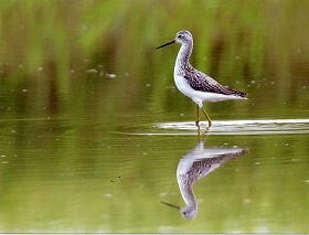 �ʐ^�F�R�A�I�A�V�V�M