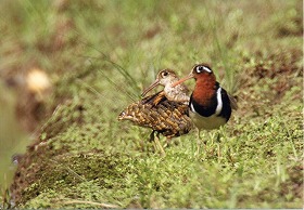 �ʐ^�F�^�}�V�M