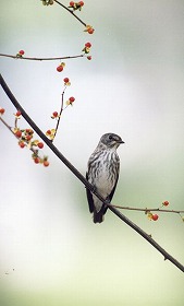 �ʐ^�F�G�]�r�^�L