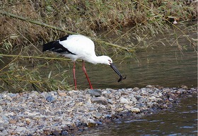 �ʐ^�F�R�E�m�g��