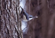 �ʐ^�F�S�W���E�J��